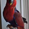 Seram Island Grand Eclectus Female 
