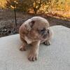 Beautiful Tan Merle Female Frenchie!! 