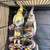 Cockatiel Pair