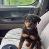9 week old Male Rottweiler Pup 