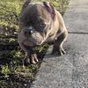 American bully