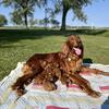 AKC Irish Setters