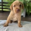 Labrador Retriever Puppies 