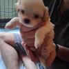 Male Shih Tzu pup