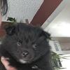 Adorable Pomeranian Puppies Looking for their Forever Homes
