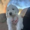 F1 Standard Labradoodle Puppies