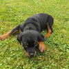 12 weeks old 