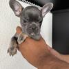 French bull dog puppies 10 weeks old 