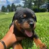 Rottweiler Pups 