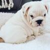 English Bulldogs Puppies for Rehoming