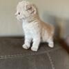 Scottish Fold Kittens