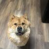 Looking for AKC Chow Stud