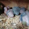 Baby Parrotlets Birds For Sale
