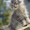 Tica Maine coons get urs today text740-979-9668