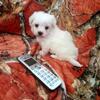 Maltese Hybrid fb Tena M Akers-DeVault 