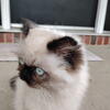 Seal point Persian Himalayan kitten 