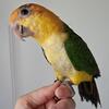 White Bellied Caique Baby