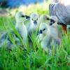 Brown Chinese Goslings