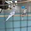 English budgies for sale