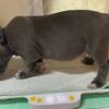 XL American Bully 6 weeks pups ABKC & UKC registered  purple ribbon bloodline (Real Bulls) 