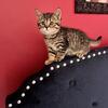 SALE SCOTTISH STRAIGHT KITTENS 