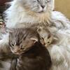 Maine Coon Kittens, Luke Skywalker, Princess Leia