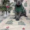 BEAUTIFUL AKC GREAT DANE PUPPIES
