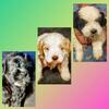 Shih Tzu / Mini Goldendoodle Mix Puppies