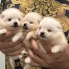 Akc Pomeranian puppies