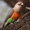 Red  Bellied Parrot