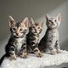 Beautiful Bengal Kittens 