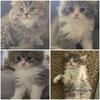 Persian kittens 