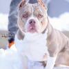 American Bully Male Lilac Stud Merles for Sale