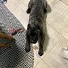 AKC Registered Cane Corso Male