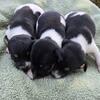 Rat Terrier Puppies
