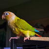Cinnamon Green Cheek Conure 