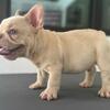 French Bulldog For Free