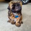  Shih Tzu puppies AKC registered