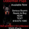 Doberman Puppies! Beautiful Top Quality!