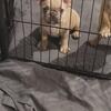 Beautiful fenchie puppies