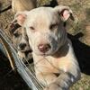 American bulldog pitbull mix 50/50