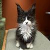 Amazing Black girl with wgite spot Maine coon from cattary
