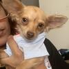 Rehoming chihuahua puppy 