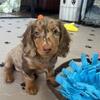 Mini Dachshund Pups $300