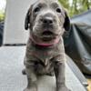 Female Charcoal Labrador Puppy