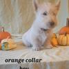 AKC Scottish terrier puppies