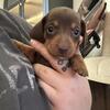 Mini dachshund pups