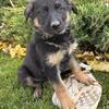 AKC German Shepherd puppies!!!
