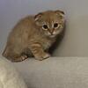 Scottish fold mix 