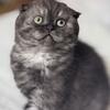 Scottish fold kitten (black smoke tabby)